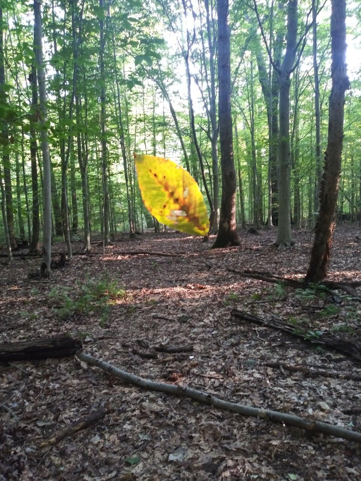 A yellow parasol resting against the trees in a quiet summer wood