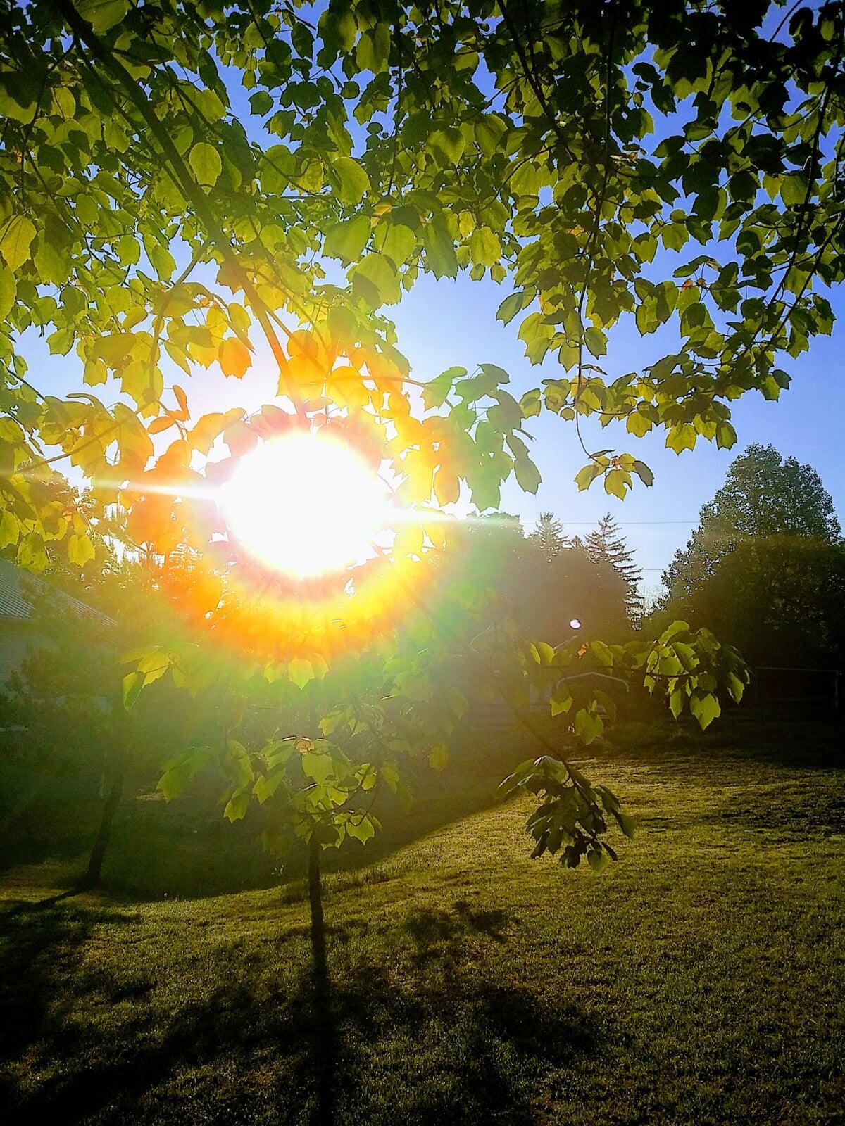 The sun shines through green leaves, creating a peaceful and calm image.